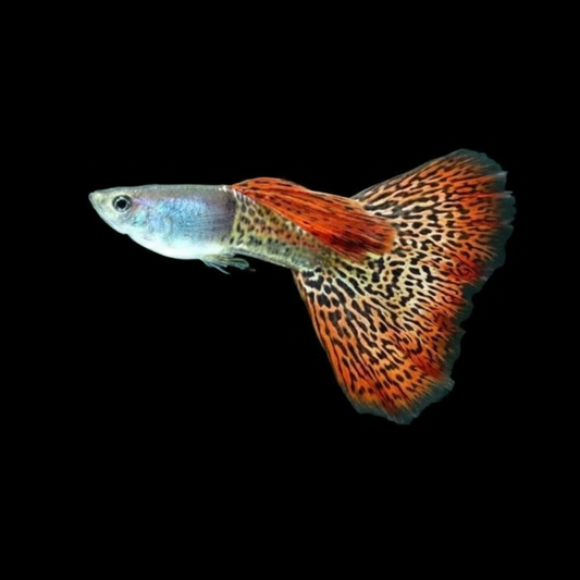Metal Red guppy
