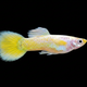 Neon Yellow Guppy