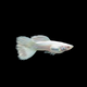 Snow White Guppy