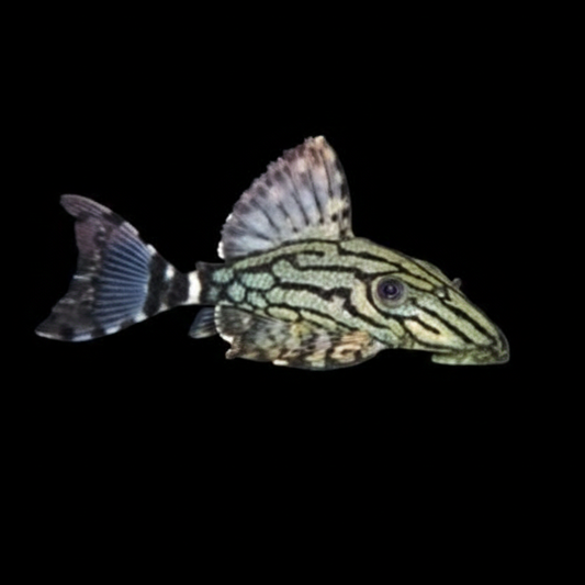 L191 Royal Pleco