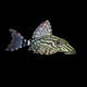 L191 Royal Pleco