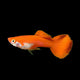 Orange Guppy