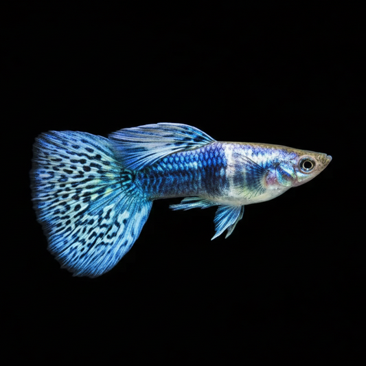 Blue Tiger Guppy