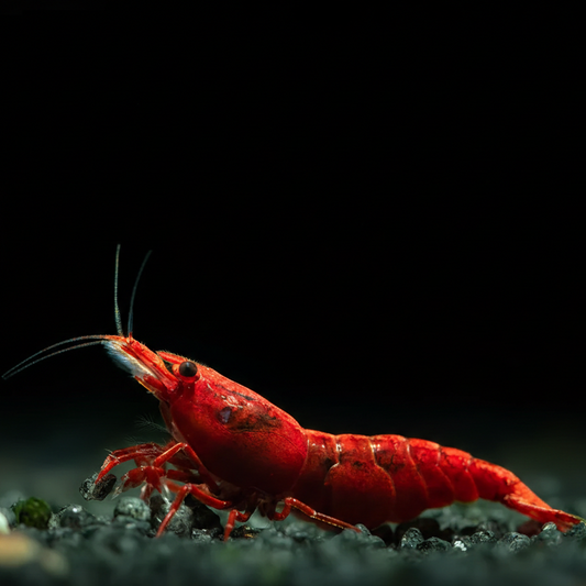 Painted Fire Red Shrimp
