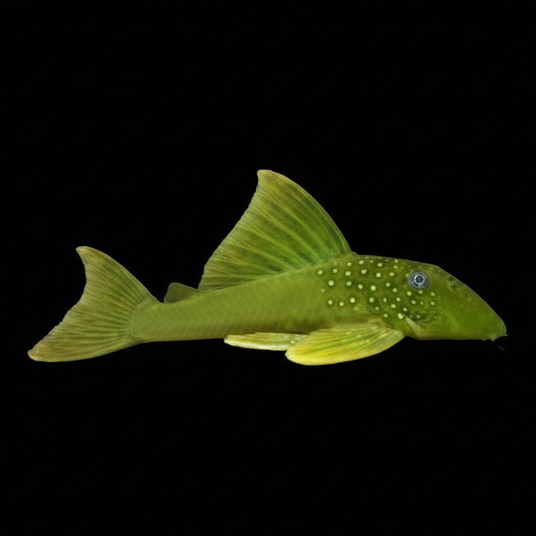 L200 Hi-Fin Green Phantom