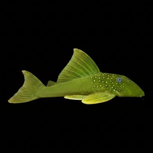 L200 Hi-Fin Green Phantom