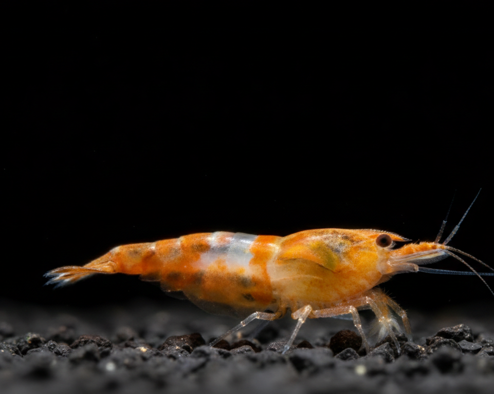 Orange Rili Shrimp