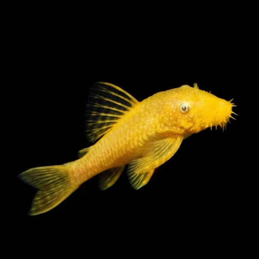 Albino Bristlenose Pleco