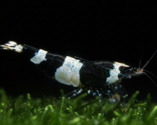 Black Bee Shrimp