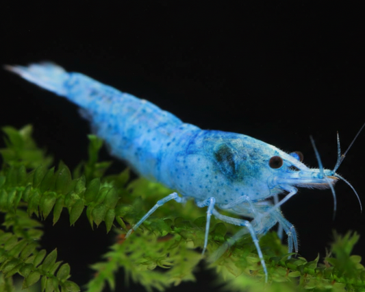Blue Jelly Shrimp