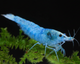 Blue Jelly Shrimp