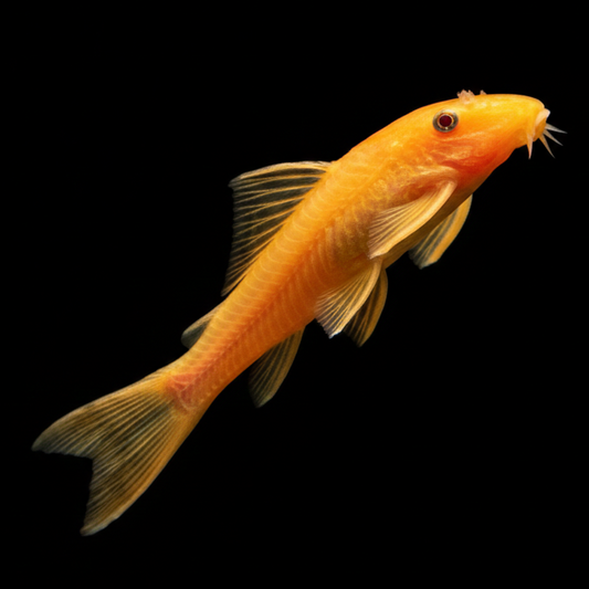 Blue Eye Lemon Bristlenose