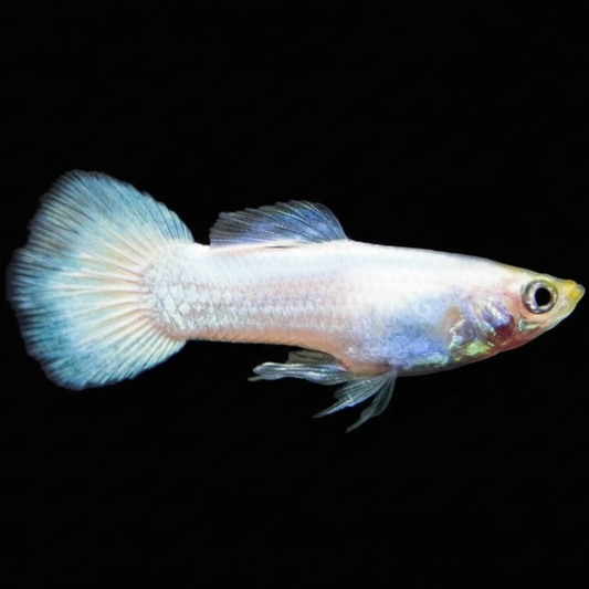 White Platinum Guppy