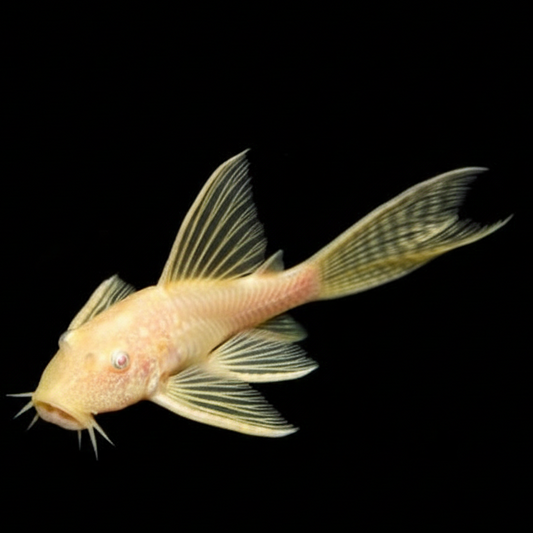 Longfin Bristlenose Pleco