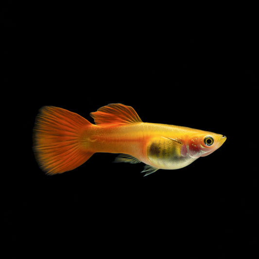Koi Short glassbelly guppy ribbon