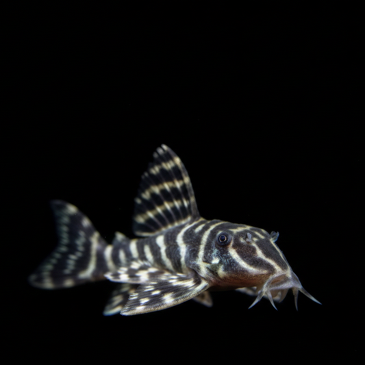 L340 Mega Clown Pleco