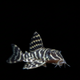 L340 Mega Clown Pleco