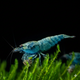 Blue Bolt Shrimp