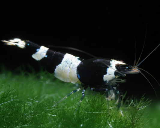 Crystal Black Shrimp