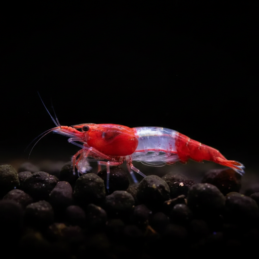 Red Rili Shrimp