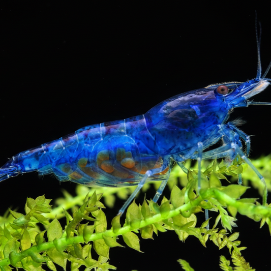 Blue Dream Shrimp