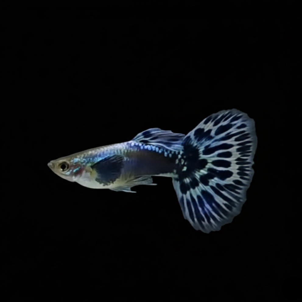 Ivory Guppy