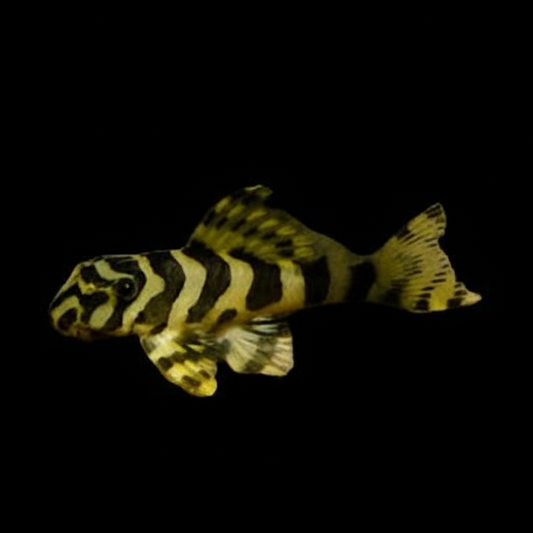 L134 Leopard Frog Pleco