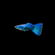 Neon Blue Guppy