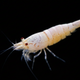 Golden Bee Shrimp