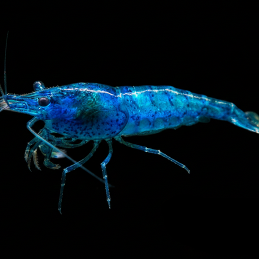 Blue Velvet Shrimp