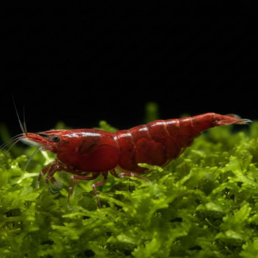 Sakura Red Shrimp