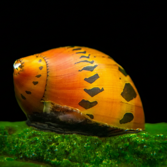 Tiger Nerite Snail