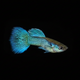 Blue Lace Guppy