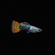 Leopard Guppy