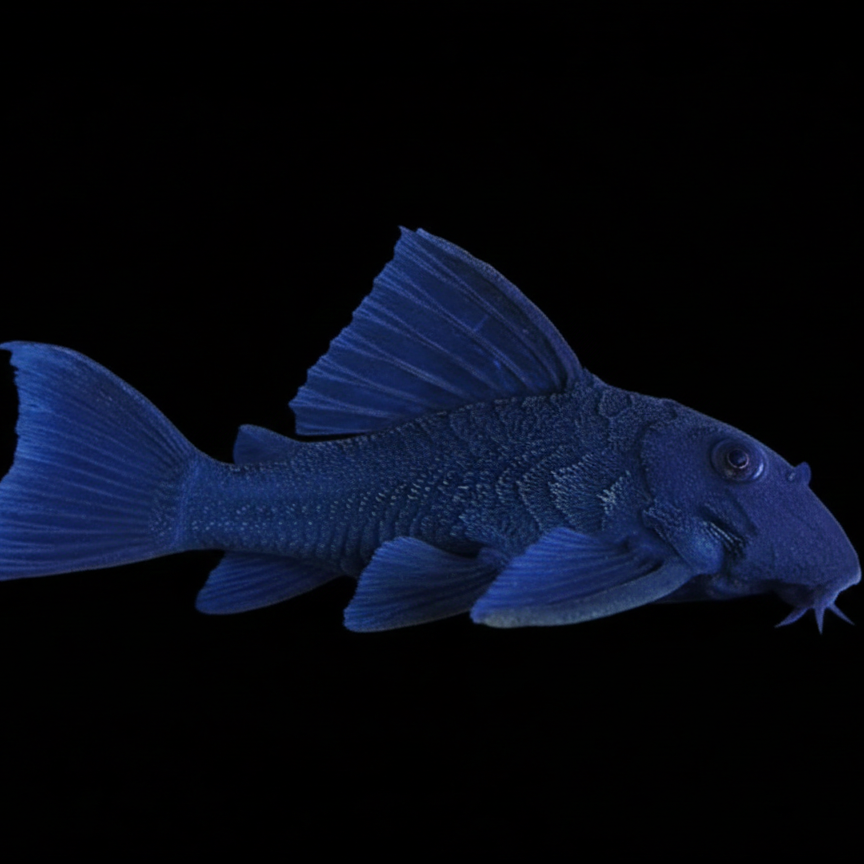 L239 Blue Panaque