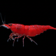 Bloody Mary Shrimp