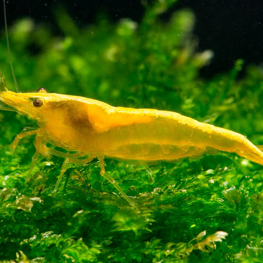 Yellow Goldenback Shrimp