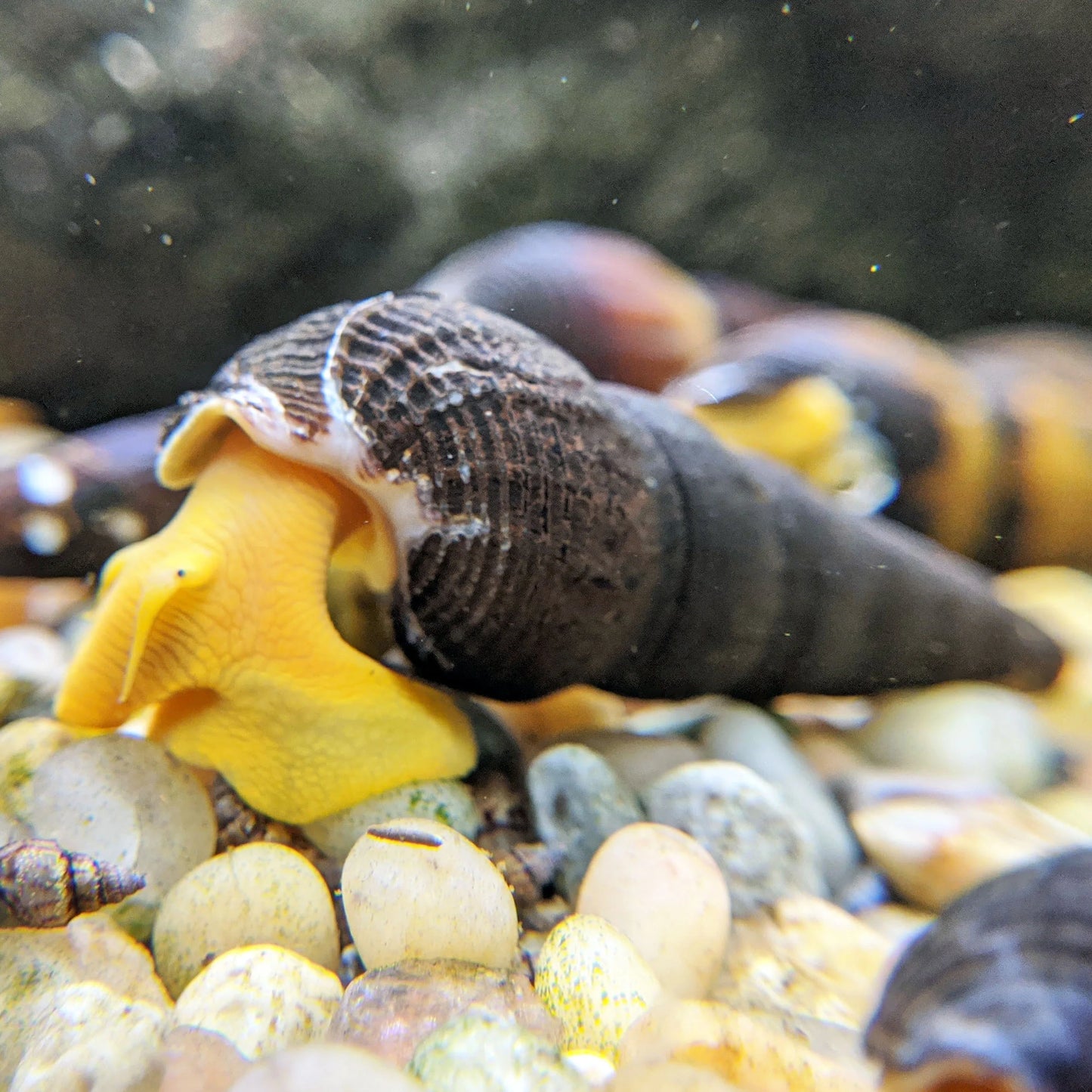 Rabbit Snail