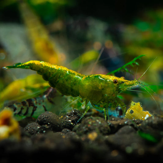 Green Jade Shrimp