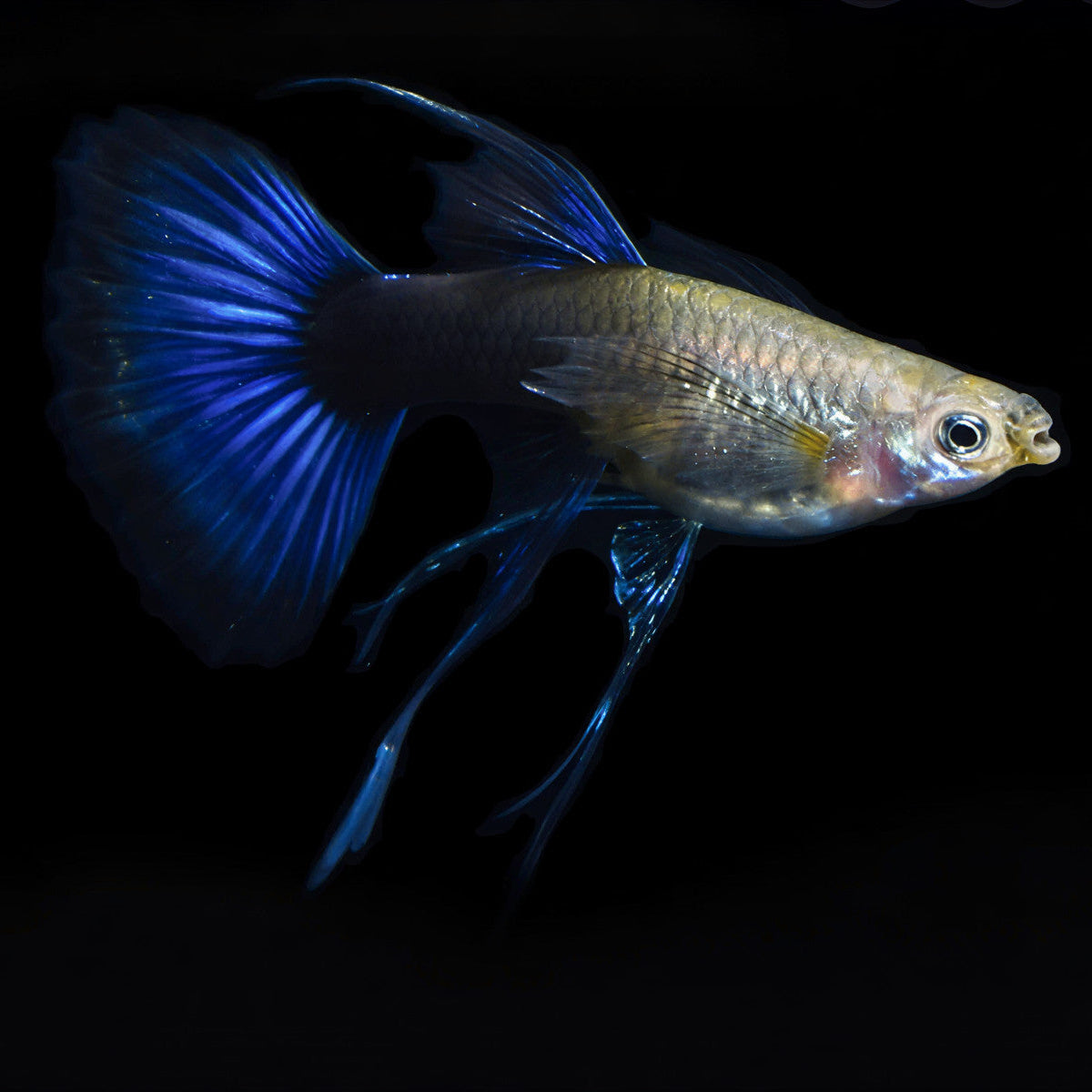 HB Blue Ribbon Guppy