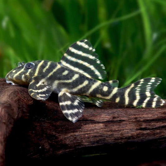 L340 Mega Clown Pleco