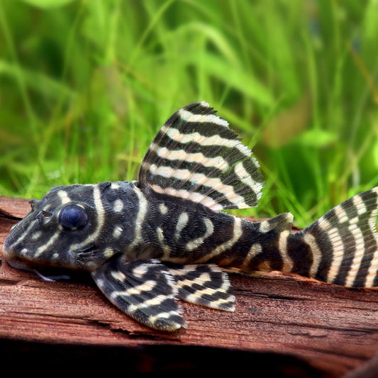 L333 King Tiger Pleco
