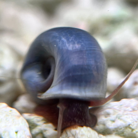 Ramshorn Snail – Blue