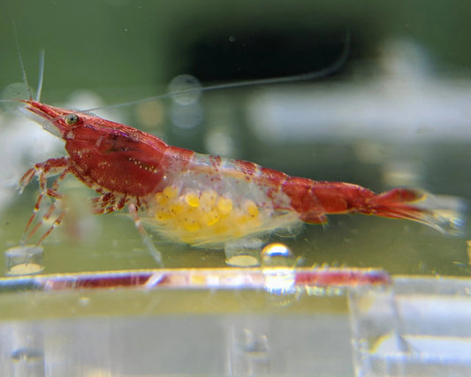 Red Rili Shrimp