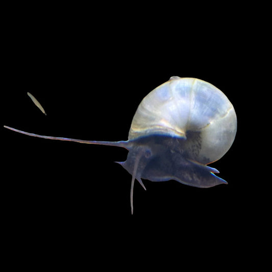 Mystery Snail – Blue