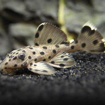 L264 Sultan Pleco