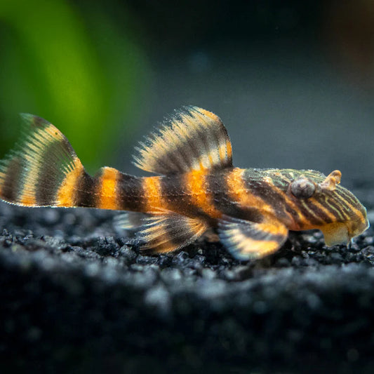 L397 Alenquer Tiger Pleco