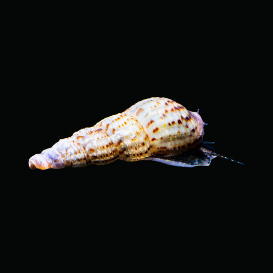Malaysian Trumpet Snail