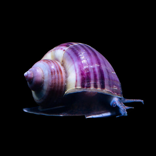 Mystery Snail – Purple
