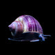 Mystery Snail – Purple
